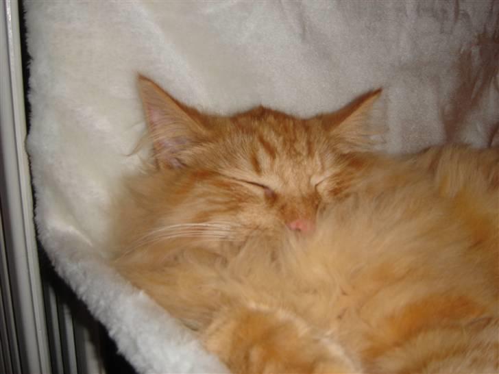 Norsk Skovkat Bailey billede 5