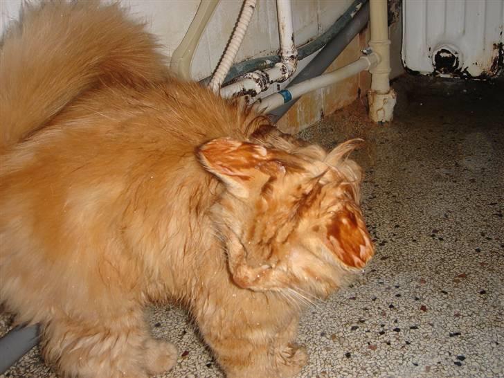 Norsk Skovkat Bailey billede 6