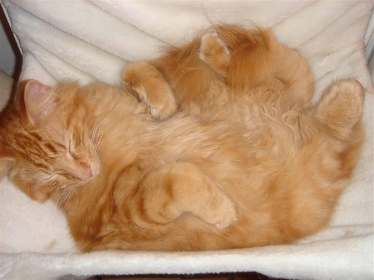 Norsk Skovkat Bailey billede 7