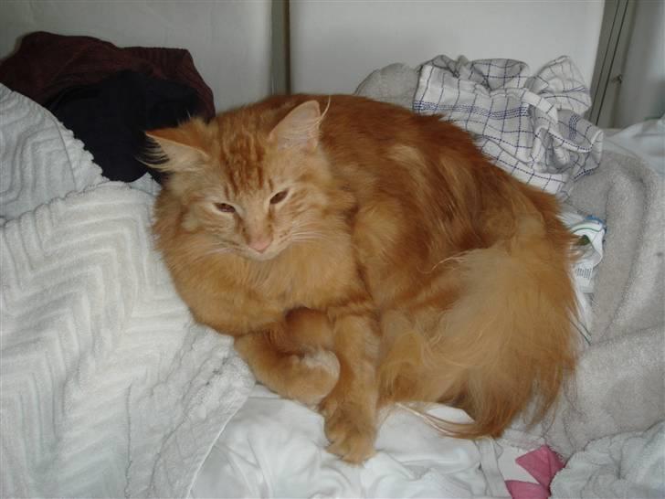 Norsk Skovkat Bailey billede 8