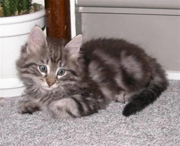 Norsk Skovkat Whiskey billede 1