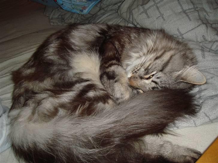 Norsk Skovkat Whiskey billede 2