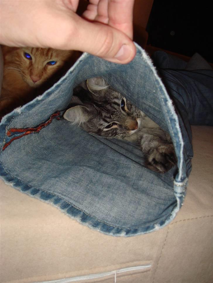 Norsk Skovkat Whiskey billede 3