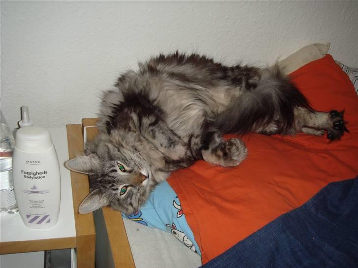 Norsk Skovkat Whiskey billede 5