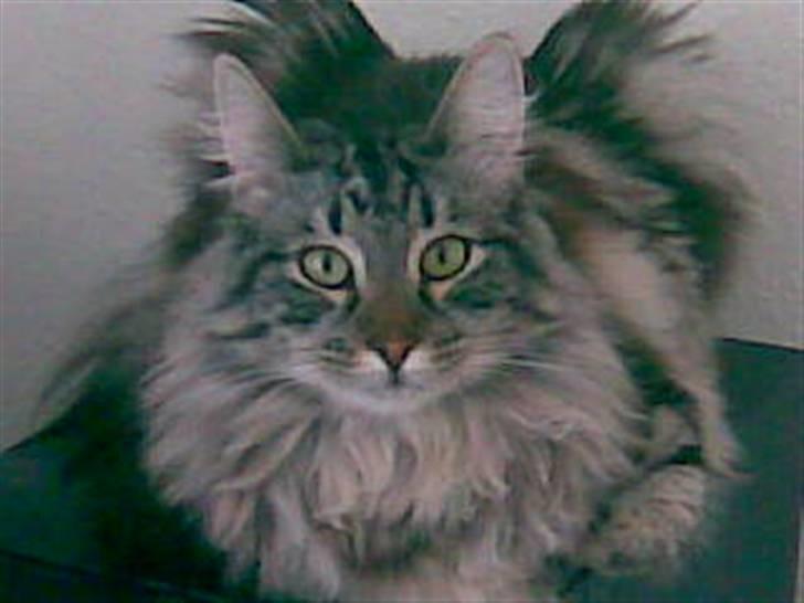 Norsk Skovkat Whiskey billede 6