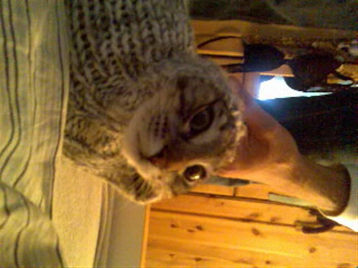 Norsk Skovkat Whiskey billede 7