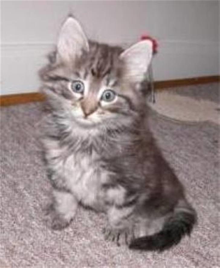 Norsk Skovkat Whiskey billede 8