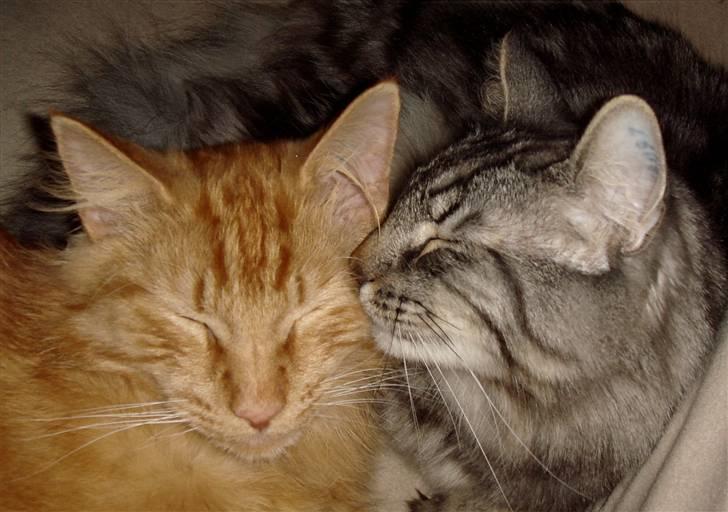 Norsk Skovkat Whiskey billede 9