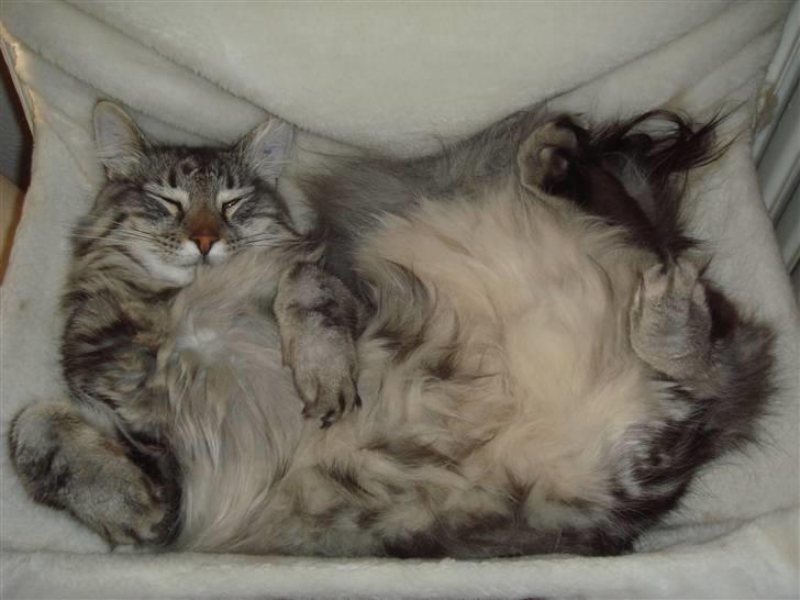 Norsk Skovkat Whiskey billede 10