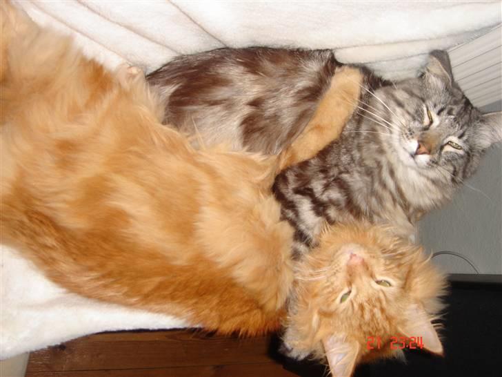 Norsk Skovkat Bailey billede 9