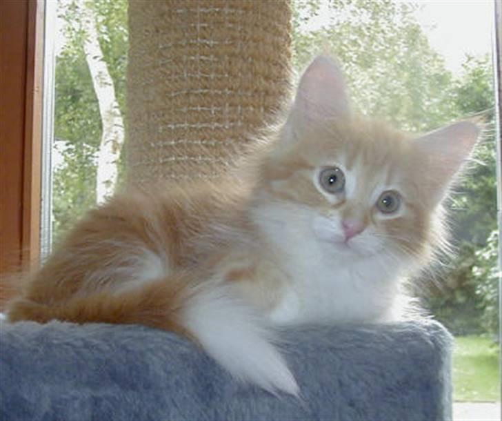 Norsk Skovkat Mars - 10 uger og så er der kun 2 uger til han kommer hjem til os :-)  billede 9