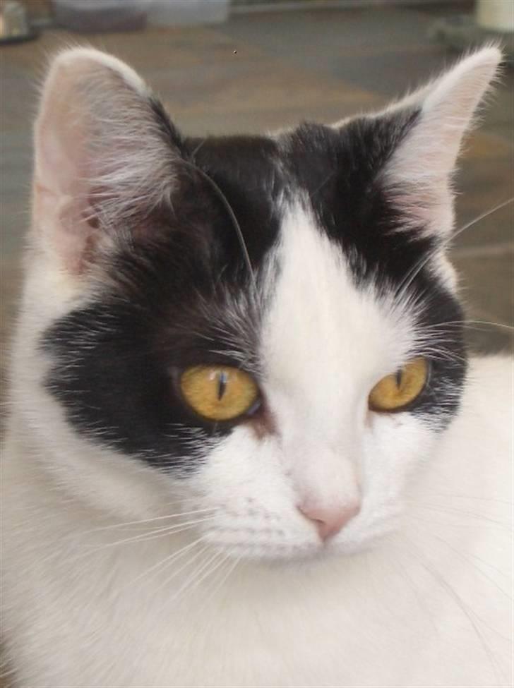 Huskat Nikoline - Velkommen til Sniffens profil :) billede 1