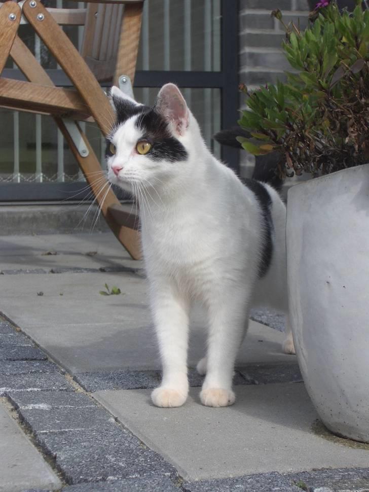 Huskat Nikoline - På tur i haven.. :) billede 2