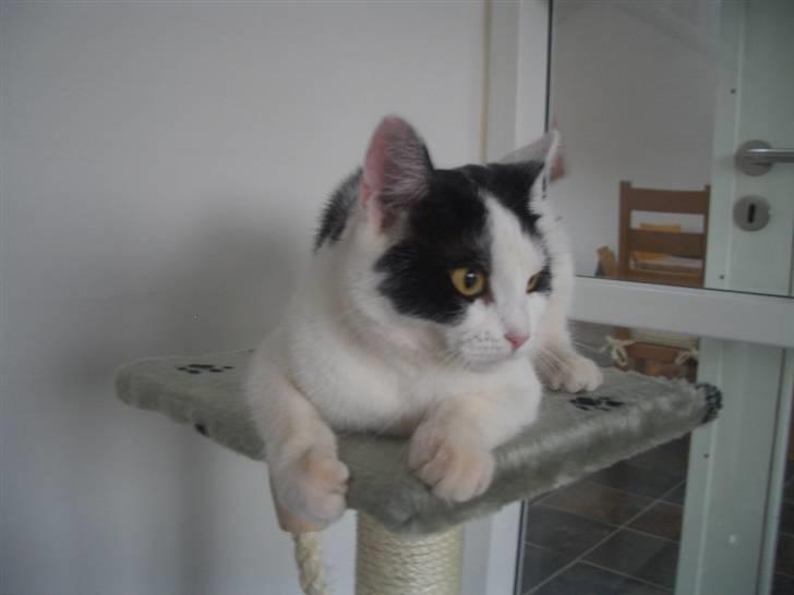 Huskat Nikoline - Det er bare livet.. Hun har lige fået sit egen suite.. <3 billede 3