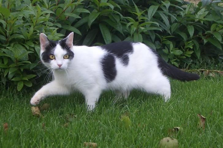 Huskat Nikoline - På opdagelse i haven.. :) billede 4