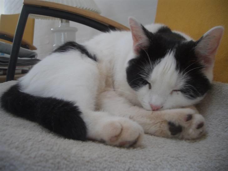 Huskat Nikoline - Hendes elskede stol.. <3 billede 5