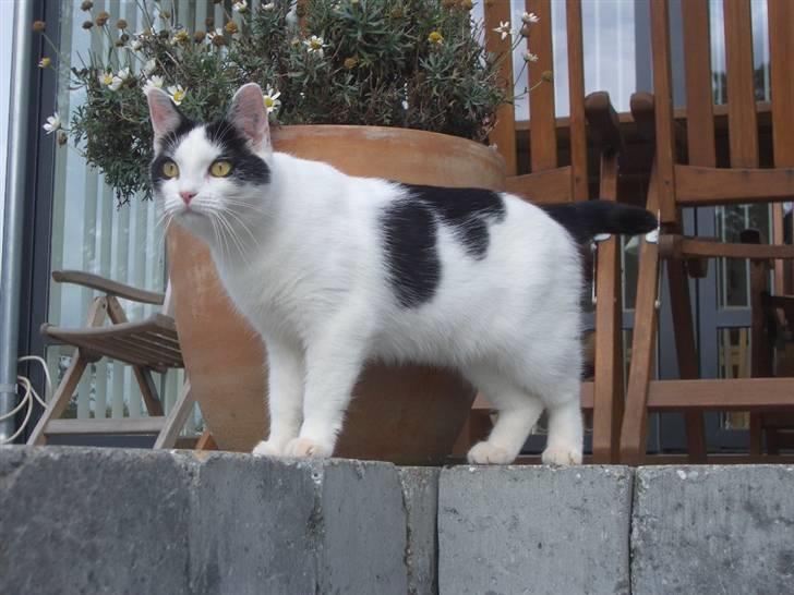 Huskat Nikoline - Nøj hvor er det bare lækkert med så meget frihed.. :D billede 6