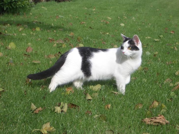 Huskat Nikoline - "Hm der er vel ikke nogle fremmed i MIN have, for så får de med mig og bestille" :P billede 7