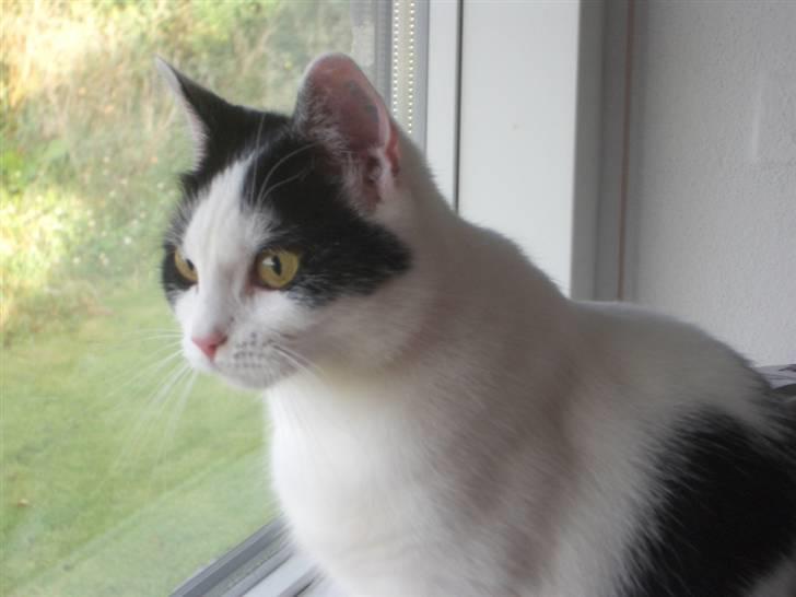 Huskat Nikoline - Der er nu ik noget bedre end at sidde i varmen indenfor og holde øje med alt udenfor.. :) billede 8