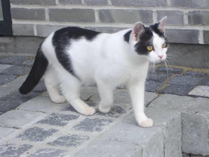 Huskat Nikoline - Hun er bare så dejlig. <33 billede 9