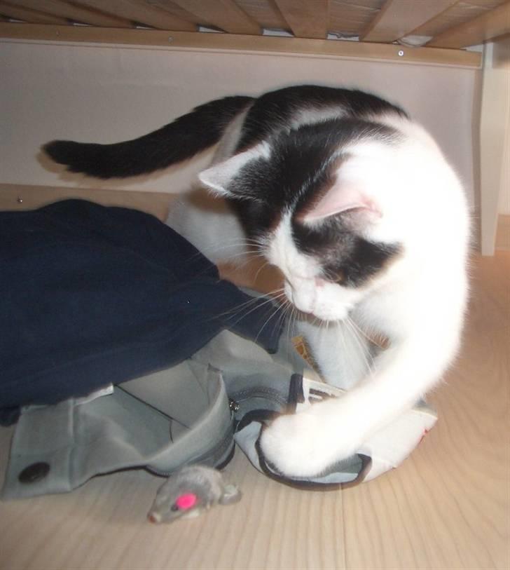 Huskat Nikoline - "Jeg har dig". Yndlingslegetøjet.. :D billede 10