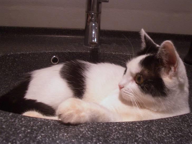 Huskat Nikoline - Hvor er det herligt at ligge i vasken mens vandet strømmer ned over en.. Skøre kat.. :D billede 11