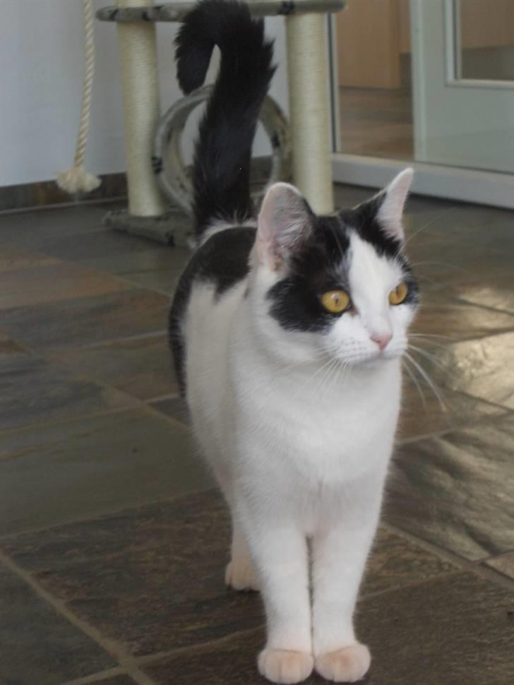 Huskat Nikoline - Ude på ballade.. :) billede 12