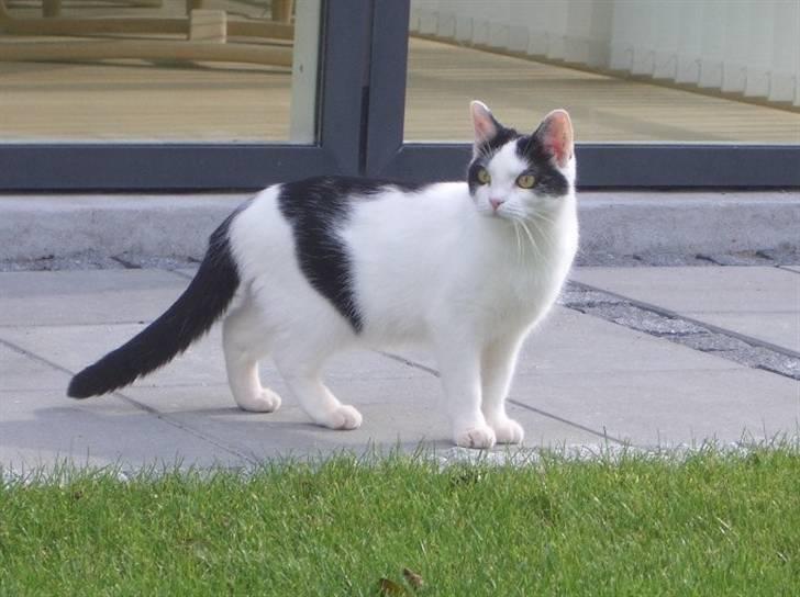 Huskat Nikoline - I fuld figur. <3 billede 13