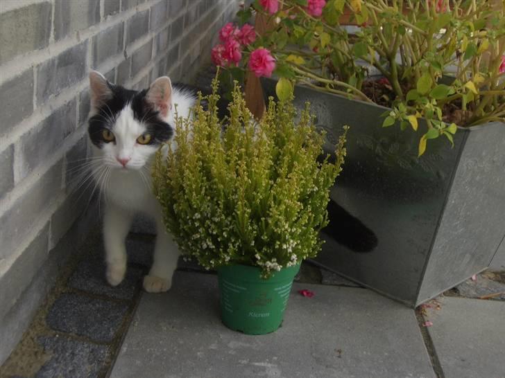 Huskat Nikoline - "Jeg har ihvertfald ikke lige smagt på urteplanterne" :D billede 14
