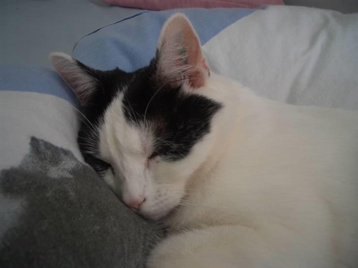 Huskat Nikoline - Tager lige en lille slapper i sengen. . billede 15