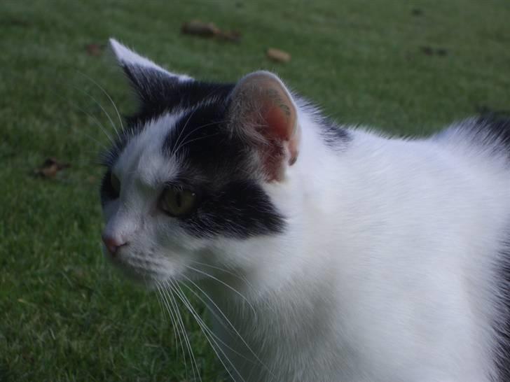 Huskat Nikoline - En dejlig dag i haven.. :) billede 16