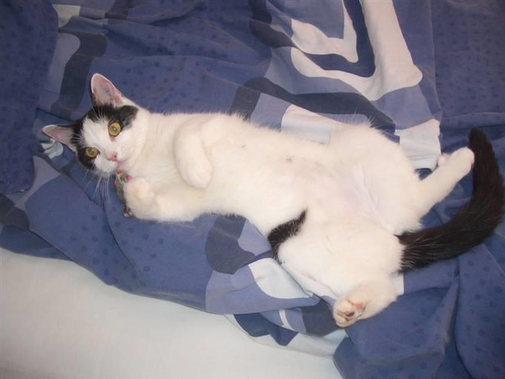 Huskat Nikoline - Hun er da for kær.. <333 billede 19