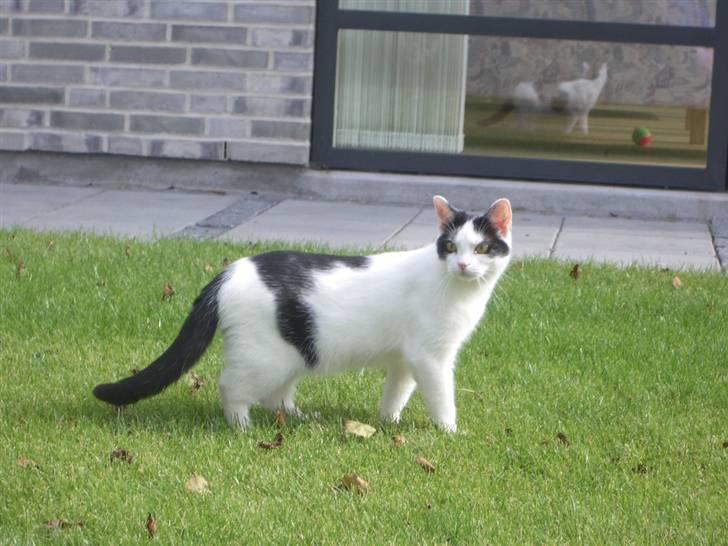 Huskat Nikoline - Hihi læg mærke til spejlbilledet i vinduet.. :D billede 20