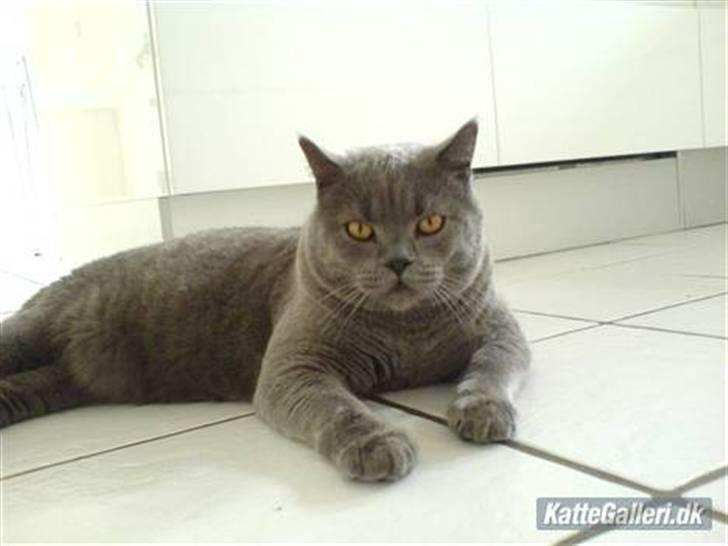 British Shorthair Alberto - Han er den dejligste bamsekat (:  billede 1
