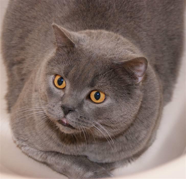 British Shorthair Alberto - ligger i badekaret billede 2