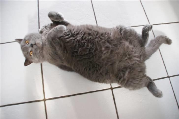 British Shorthair Alberto - På dette billede er han lidt yngre end de andre (se størrelser) hehe billede 3