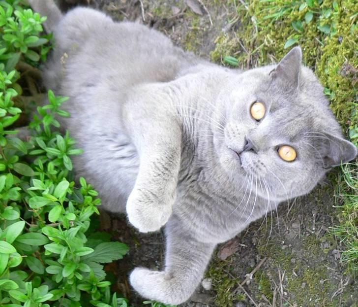 British Shorthair Alberto - Vamsebamse. billede 4