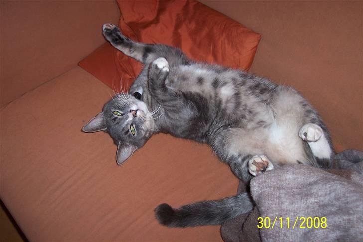 Huskat Anton billede 6