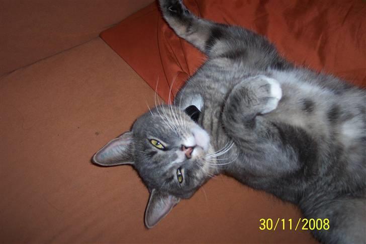 Huskat Anton billede 7