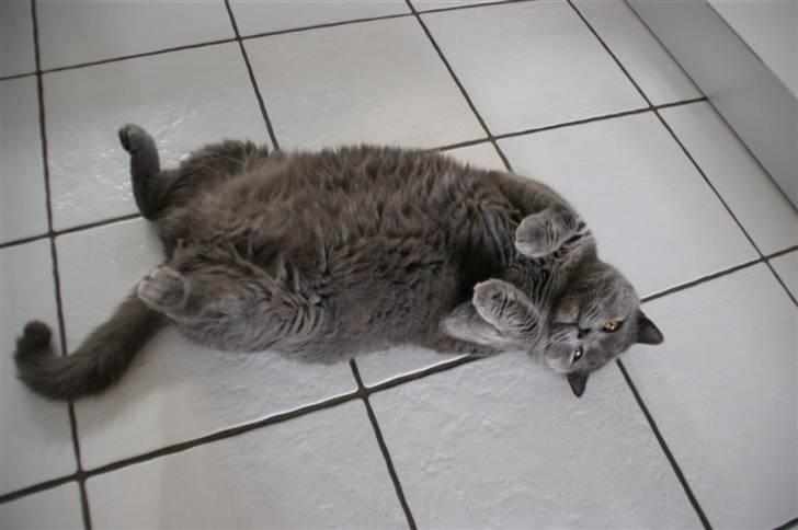 British Shorthair Alberto - Store bamse, han er svært at have på et billede billede 5