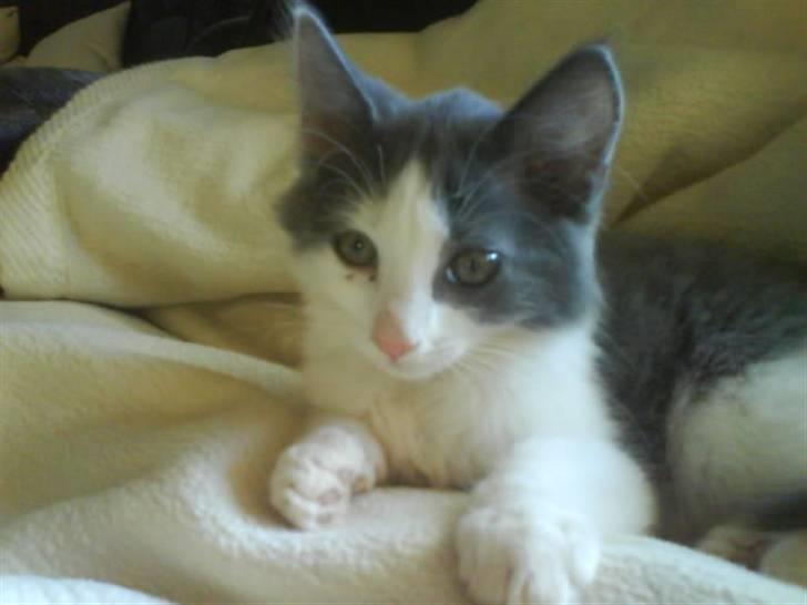 Huskat buller<3333 - er der mad nu?? billede 4