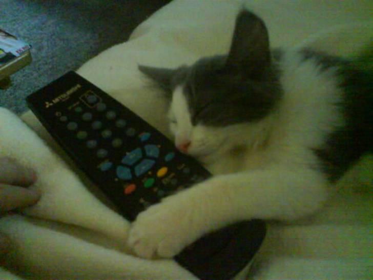 Huskat buller<3333 - nix pille det er mig der bestemmer hvad vi ser!! :D billede 5