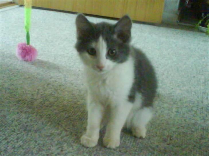 Huskat buller<3333 - hej med dig!! er jeg ikke sød? billede 6