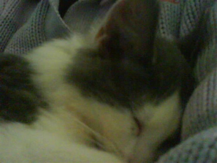 Huskat buller<3333 - jeg elsker at putte mig ind til line!! billede 7