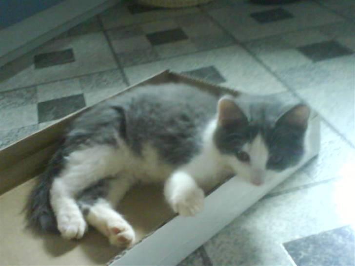 Huskat buller<3333 - væk! jeg flytter mig ikke før jeg har fået mig en morfar! billede 8