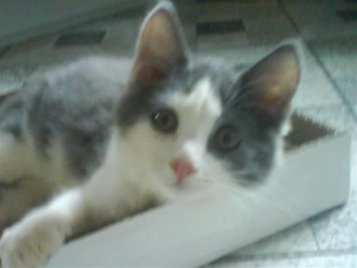 Huskat buller<3333 - og hvad glor du så på?? ska vi slås?? billede 9