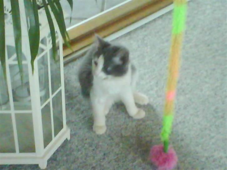 Huskat buller<3333 - er der mad nu?? ;b billede 10