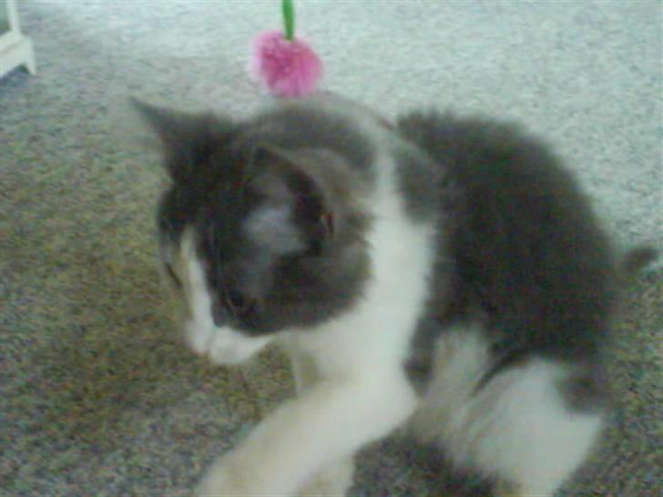 Huskat buller<3333 - nu smutter jeeg! :D billede 11