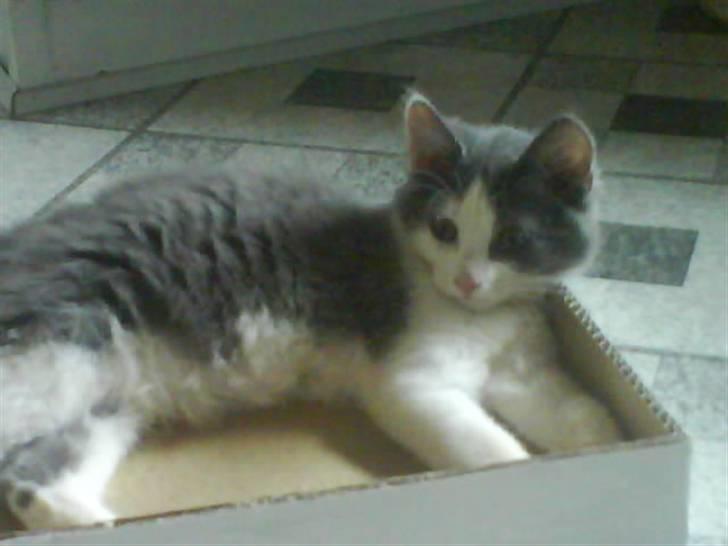 Huskat buller<3333 billede 12