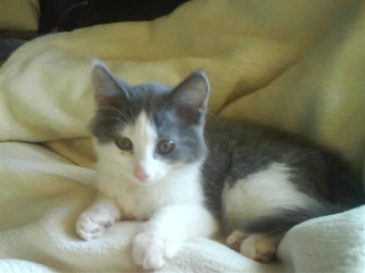 Huskat buller<3333 - jeg hygger miig!! billede 13